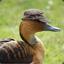 Just A Duck With Hat