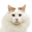 Turkish_Van