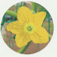 亚海悬城第一烟位暮蝶