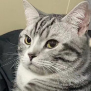 大顿顿和小豆包