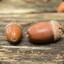 Fermented Nut [Big Tek]