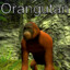 orang