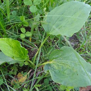 подорожник