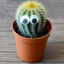 !CaCtUs!