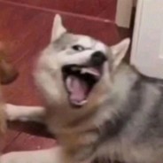 哎呦啥也不是啊