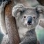 The Original Koala Bear