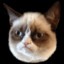 GrumpyCat