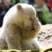 嗨猴子！我是你请来的逗比！