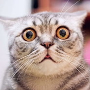 juhannussimateemukissa