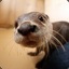 See Otter C.