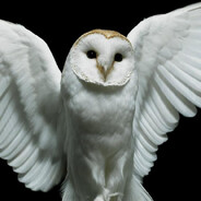 hotdog flavored water