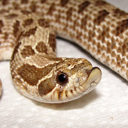 boopable snek
