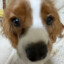 Dobry Dog