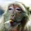 Smokey Monke