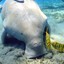 (4SKIN) dugong