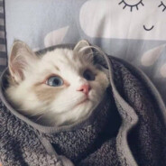 遇事不决 可问春风