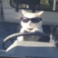 Cat wit glasses