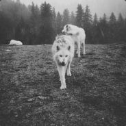 - s ᴀ ʟ ᴇ ᴍ -