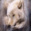 The White Wolf