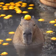 Капибара #ATOMICRUST