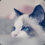 coffecat9