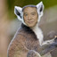 JetLemur