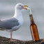 SloshedSeagull