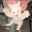 meoww