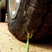 那条鱼看上去自闭了