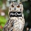NvOwl