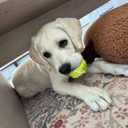 Yellow Lab