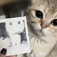 他说缝上都不给