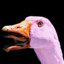 Pink Goose