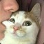 Meowcenary
