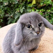 МЕГА ЧЛЕНОСОС - steam id 76561199209338467