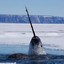 Shadow-Narwhal