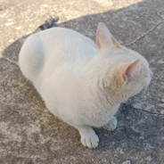 她说戴了不算给