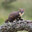 Marten