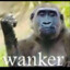 Wanker Monkey sex with me