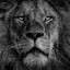 Lion mentality