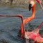 Diego The Flamingo