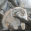 potto