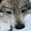 Darewolf