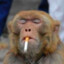 香煙猴.喜歡抽煙的猴子