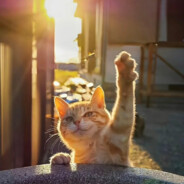 %COLOR(FF7F24)枫叶落&风未停