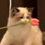 猫猫虫