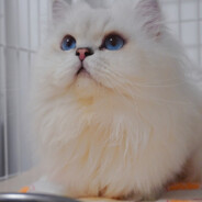 银点猫舍 V +    kkkxue