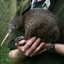 ★Kiwi