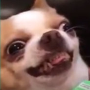 Mezo