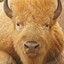 Blonde Bison